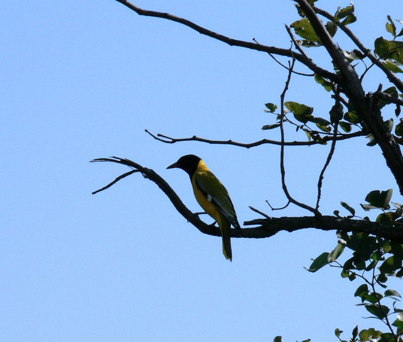 JAR 061.JPG - Tento žlutý pták s černou hlavou se anglicky jmenuje Black headed Oriole - česky Žluva škrabošková. Tak jsem žluvu, která byla mým největším strašákem v pohádce Broučci, uviděl poprvé až v Jižní Africe.